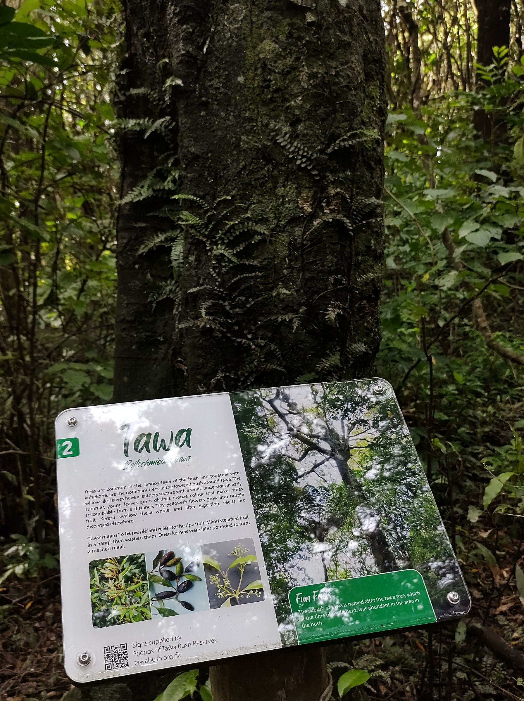 Tawa tree botanical sign