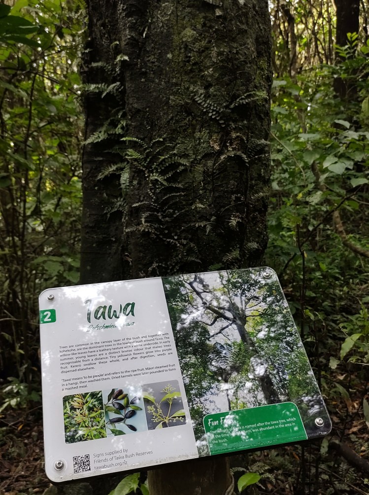 Tawa tree botanical sign