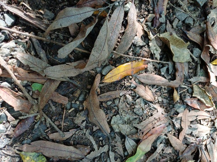 Forest floor tawa leaves
