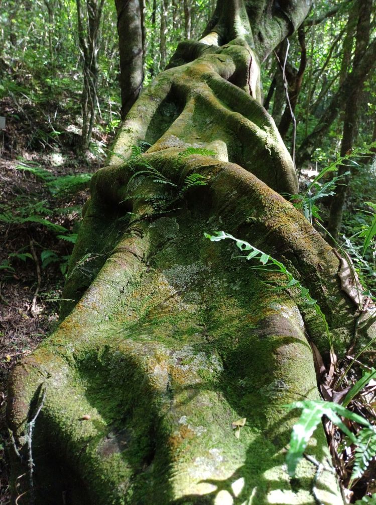 Redwood Bush 2025 Tawa trunk