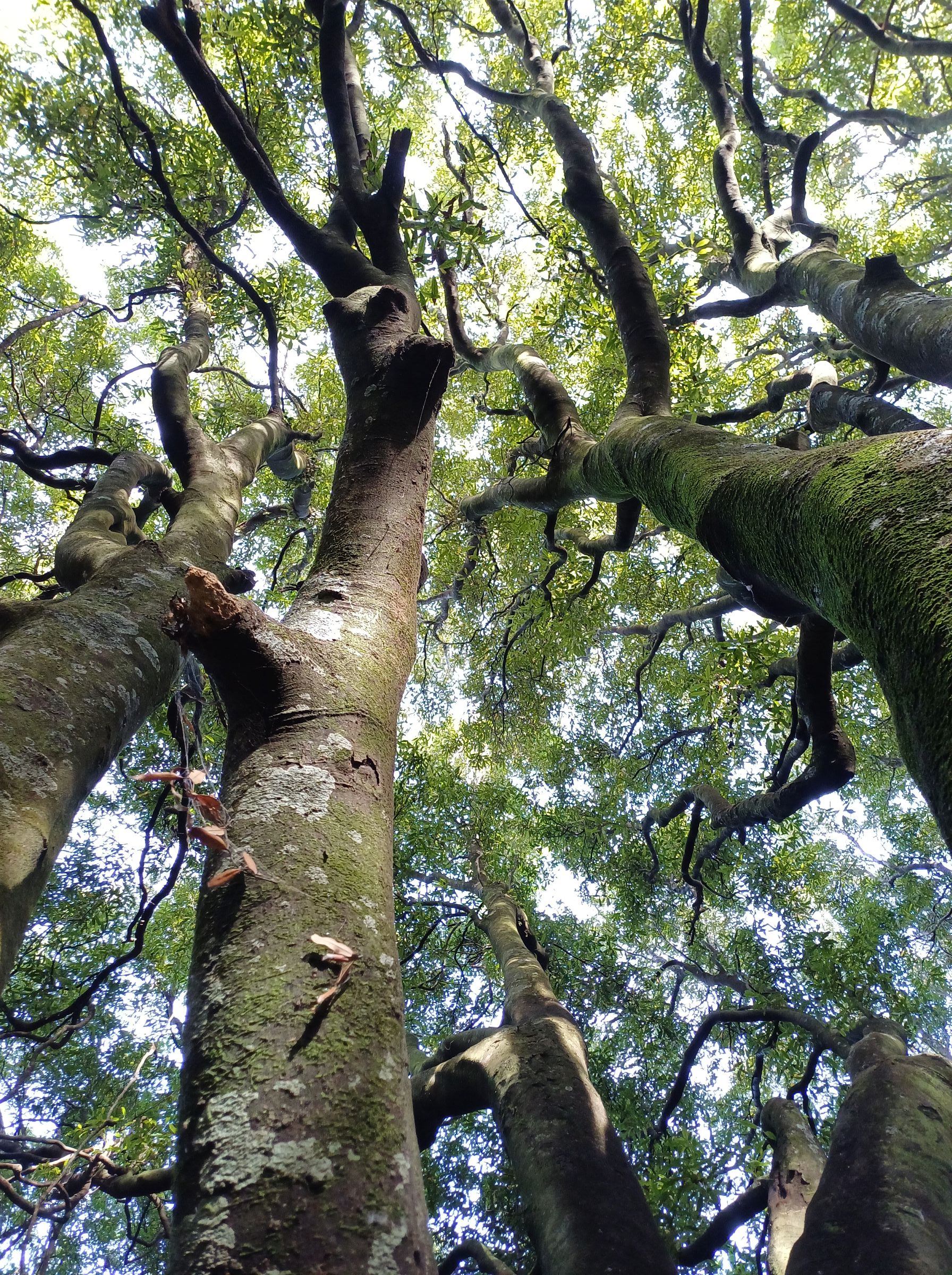 Redwood Bush 2025 Tawa trees