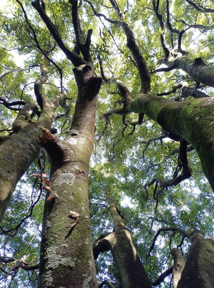 Redwood Bush 2025 Tawa trees