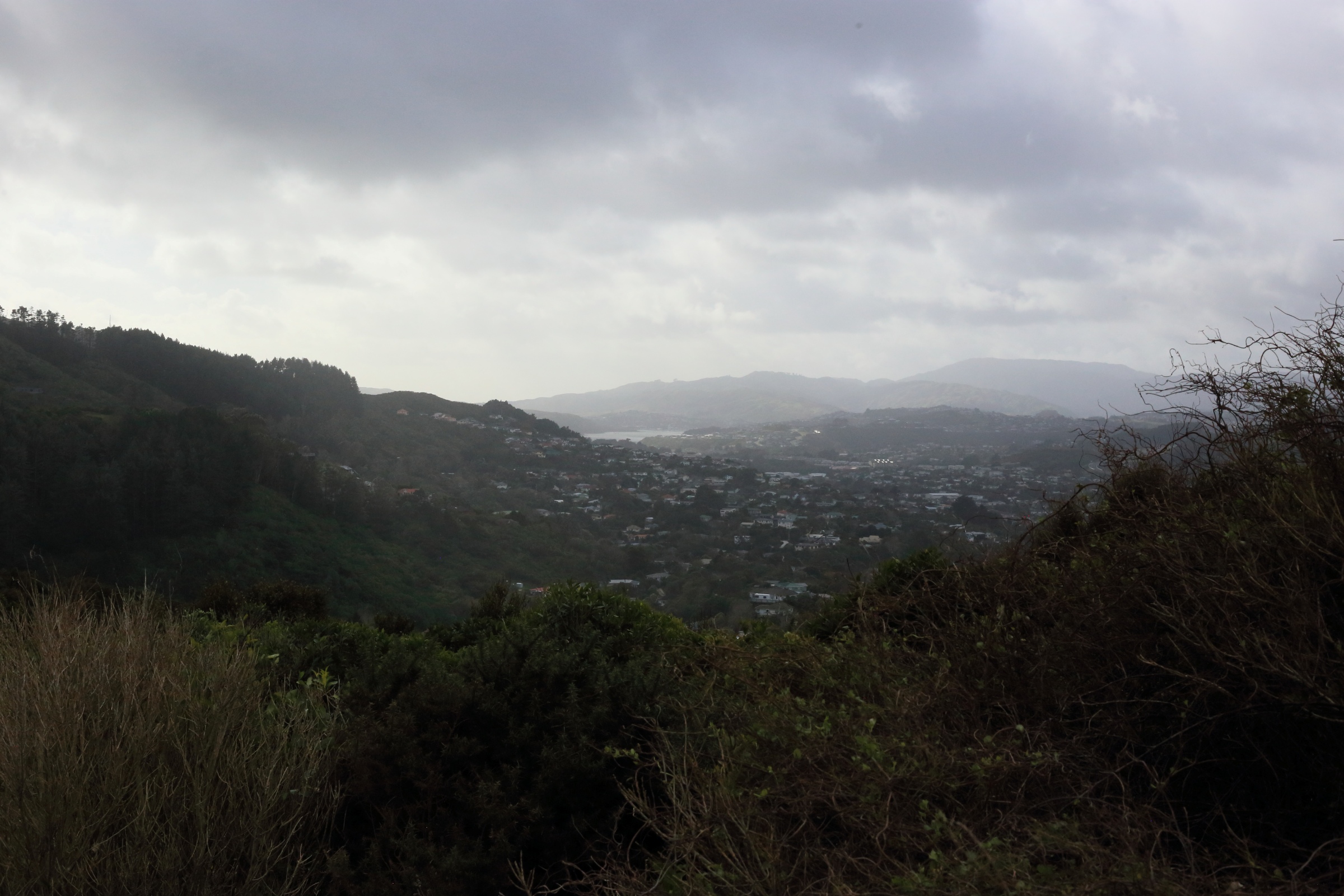 Redwood Bush 2025 View from top across Tawa and Porirua