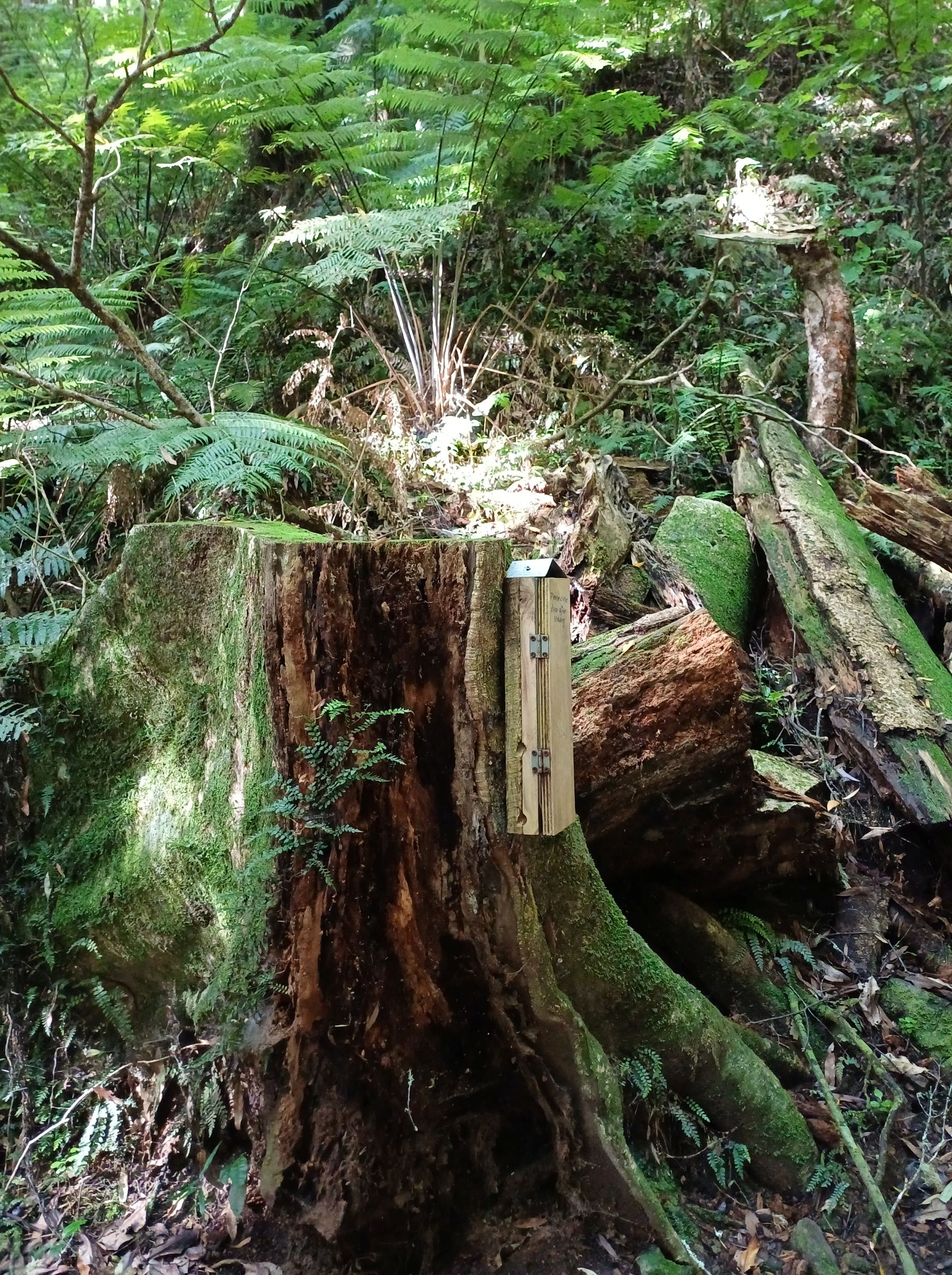 Redwood Bush 2025 Weta hotel