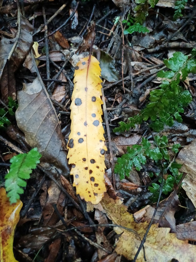 rewarewa forest floor