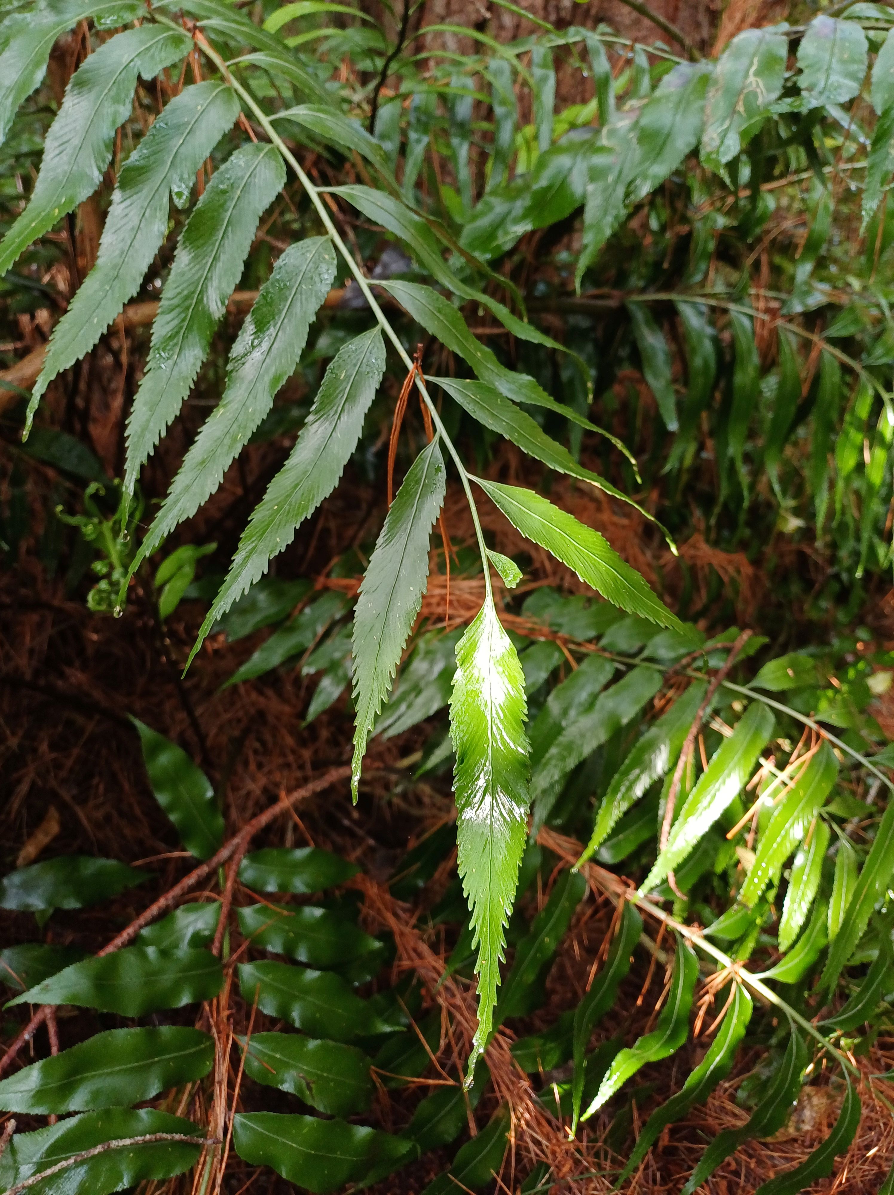 shining spleenwort