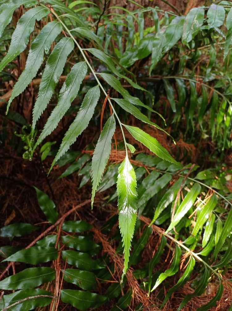 shining spleenwort