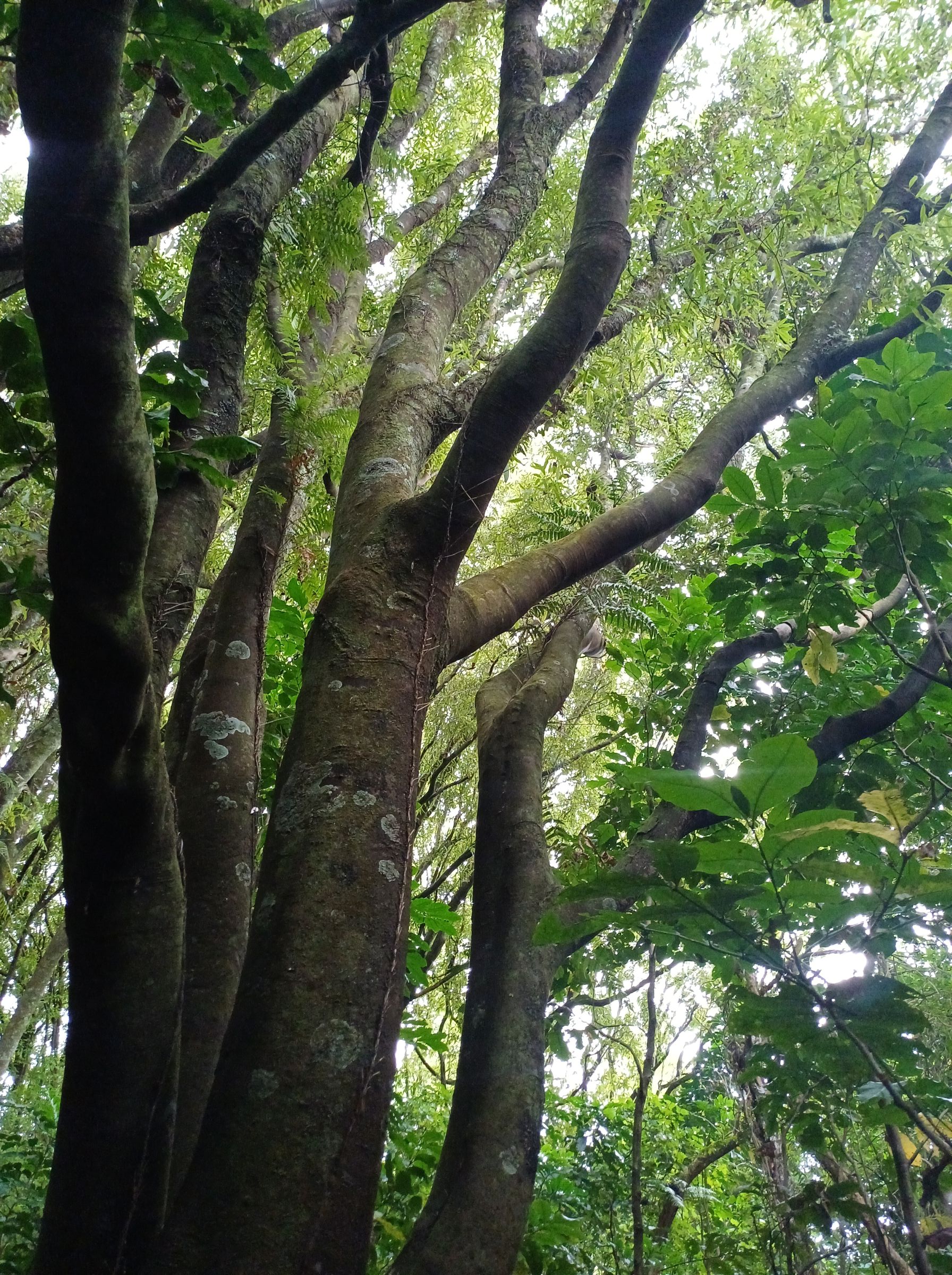 Tawa Larsen Cres Reserve 2025