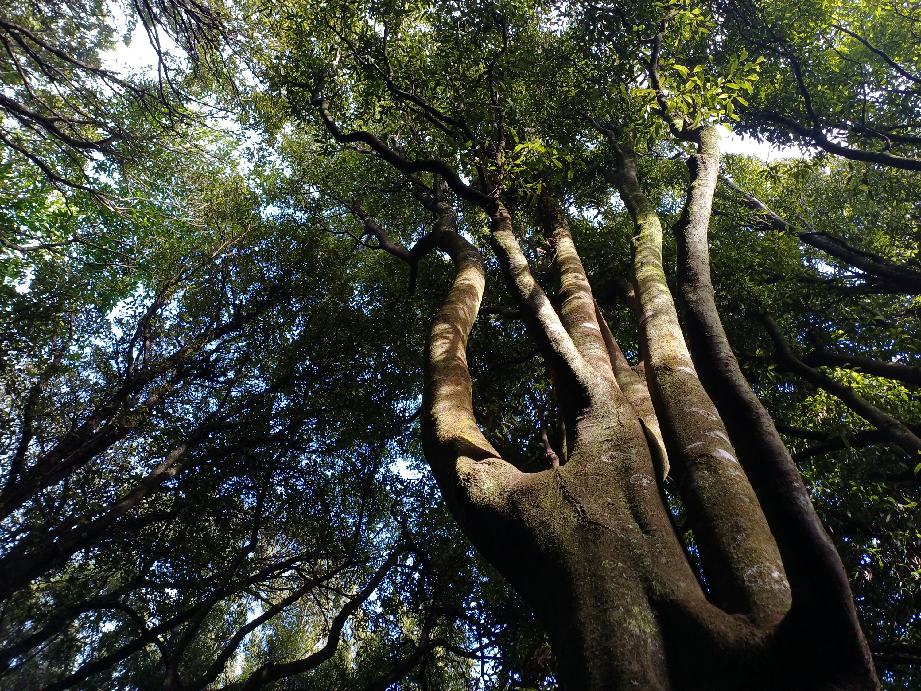 Tawa trunk and canopy