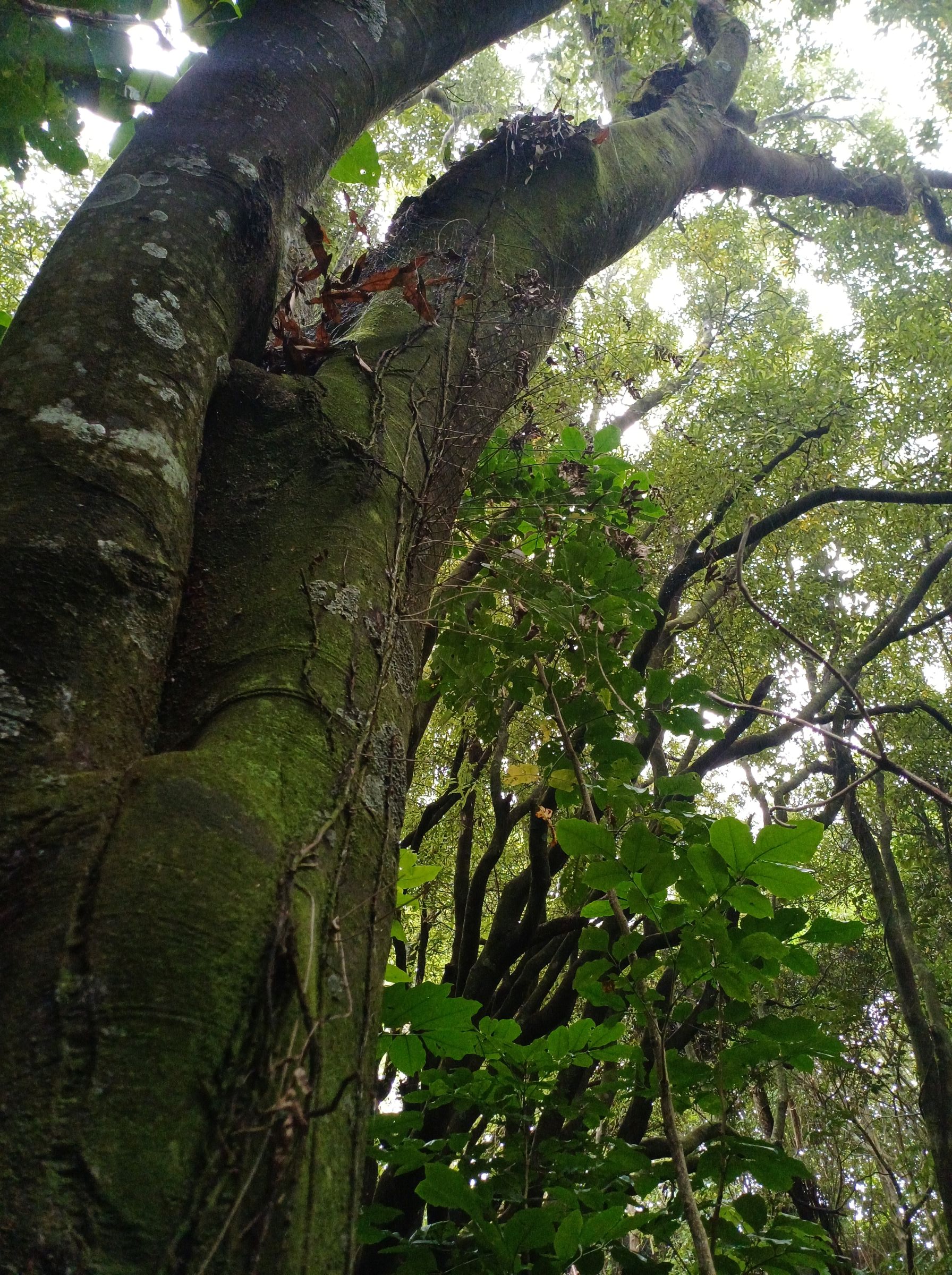 Tawa trunk Larsen Cres Reserve 2025