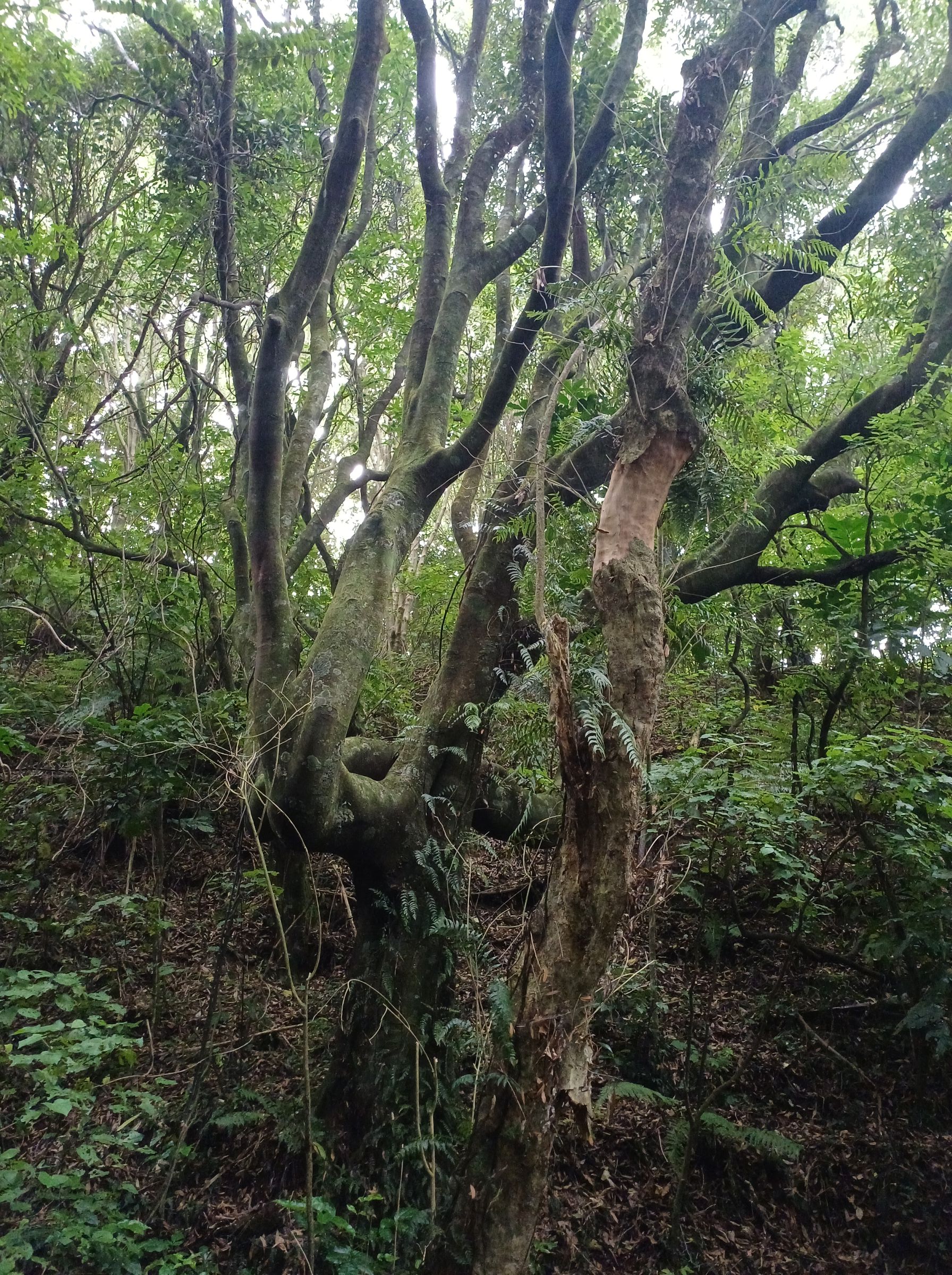 Tawa trunk Larsen Cres Reserve 2025