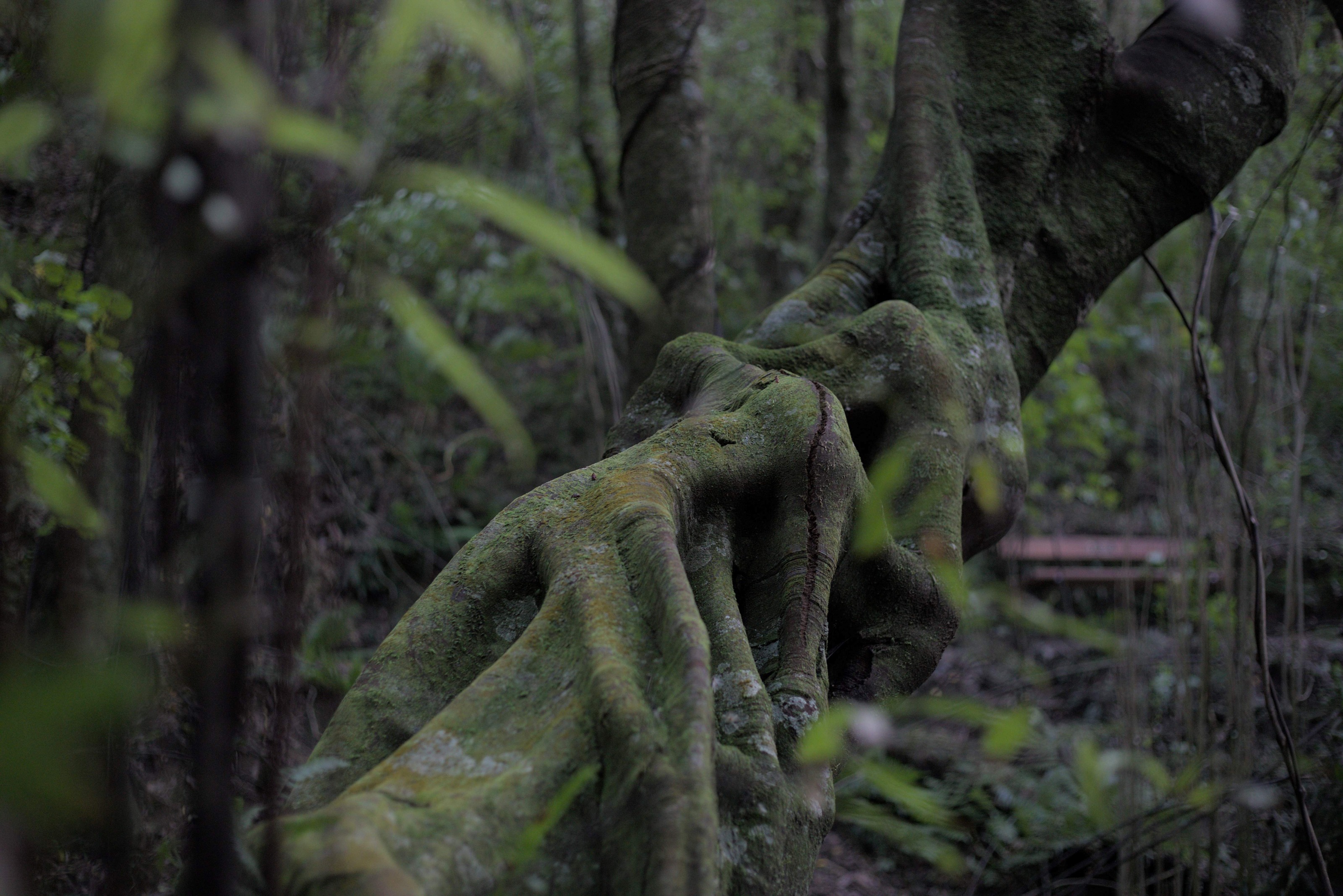 tawa trunk seat in background