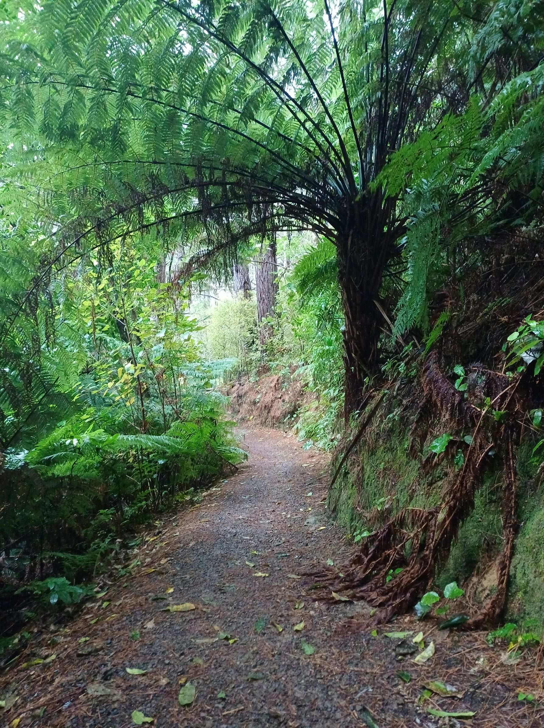 track Te Ngahere o Tawa with fern shading path