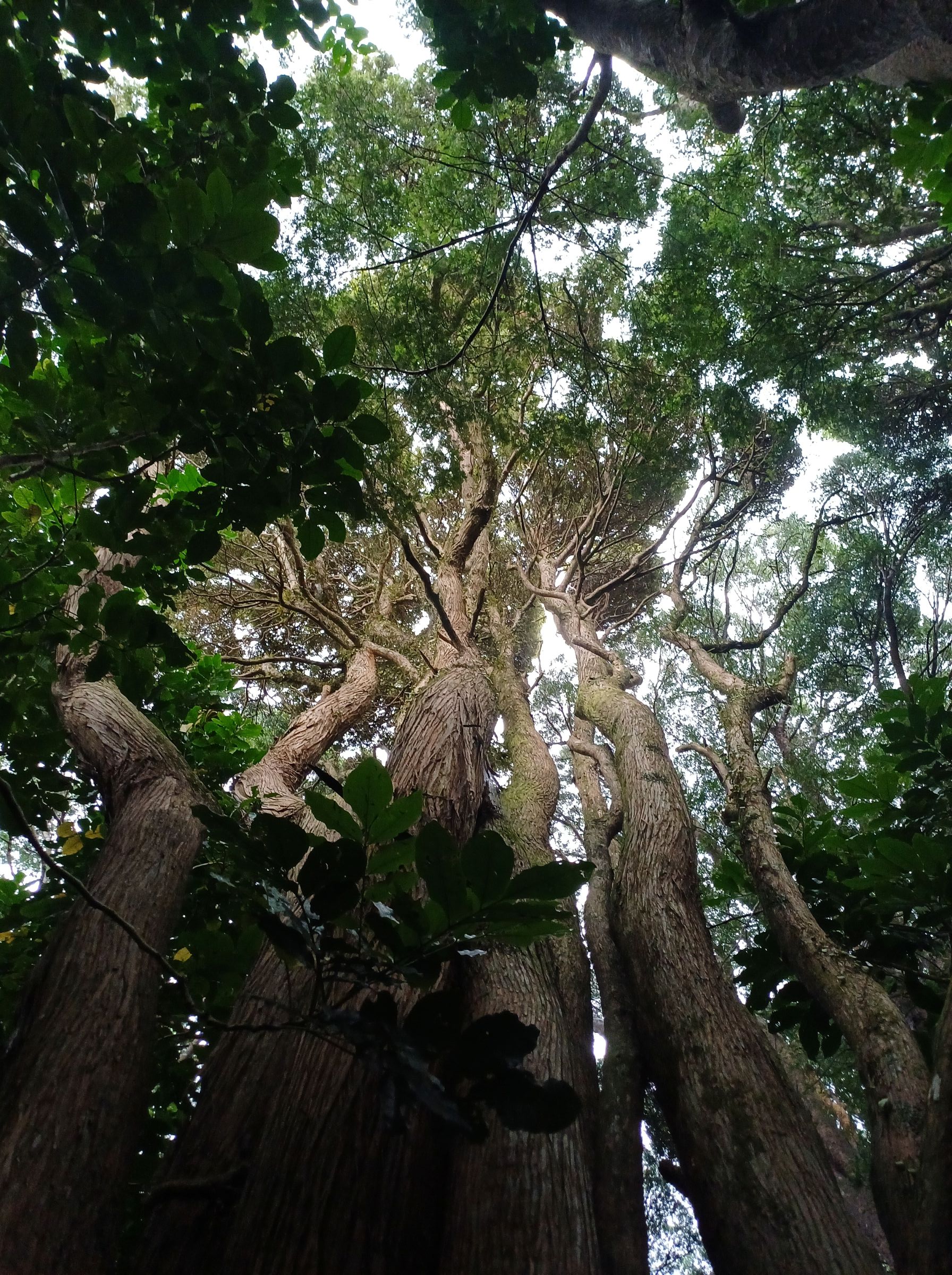 Tōtara at Larsen Cres reserve