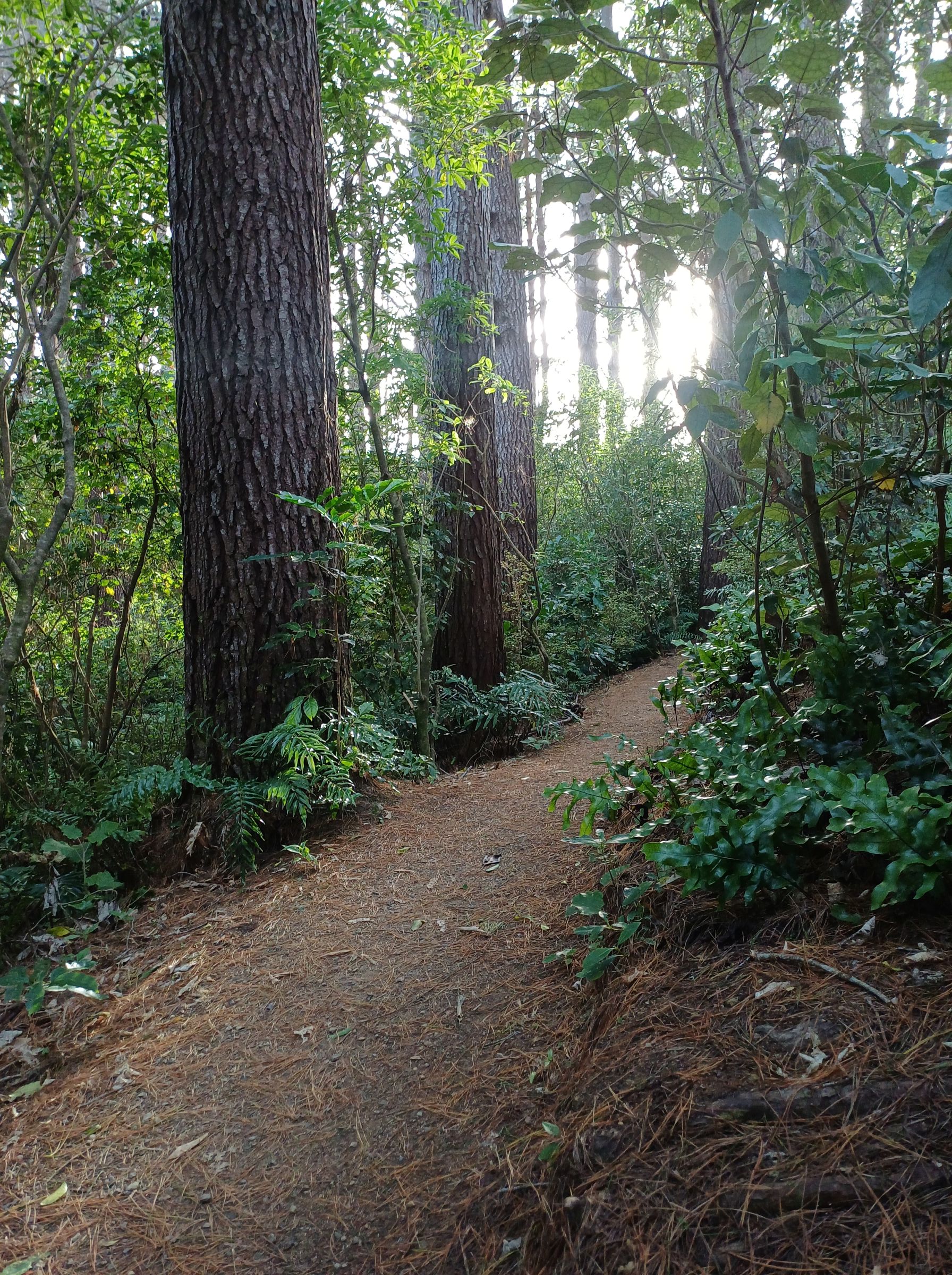 track Te Ngahere o Tawa