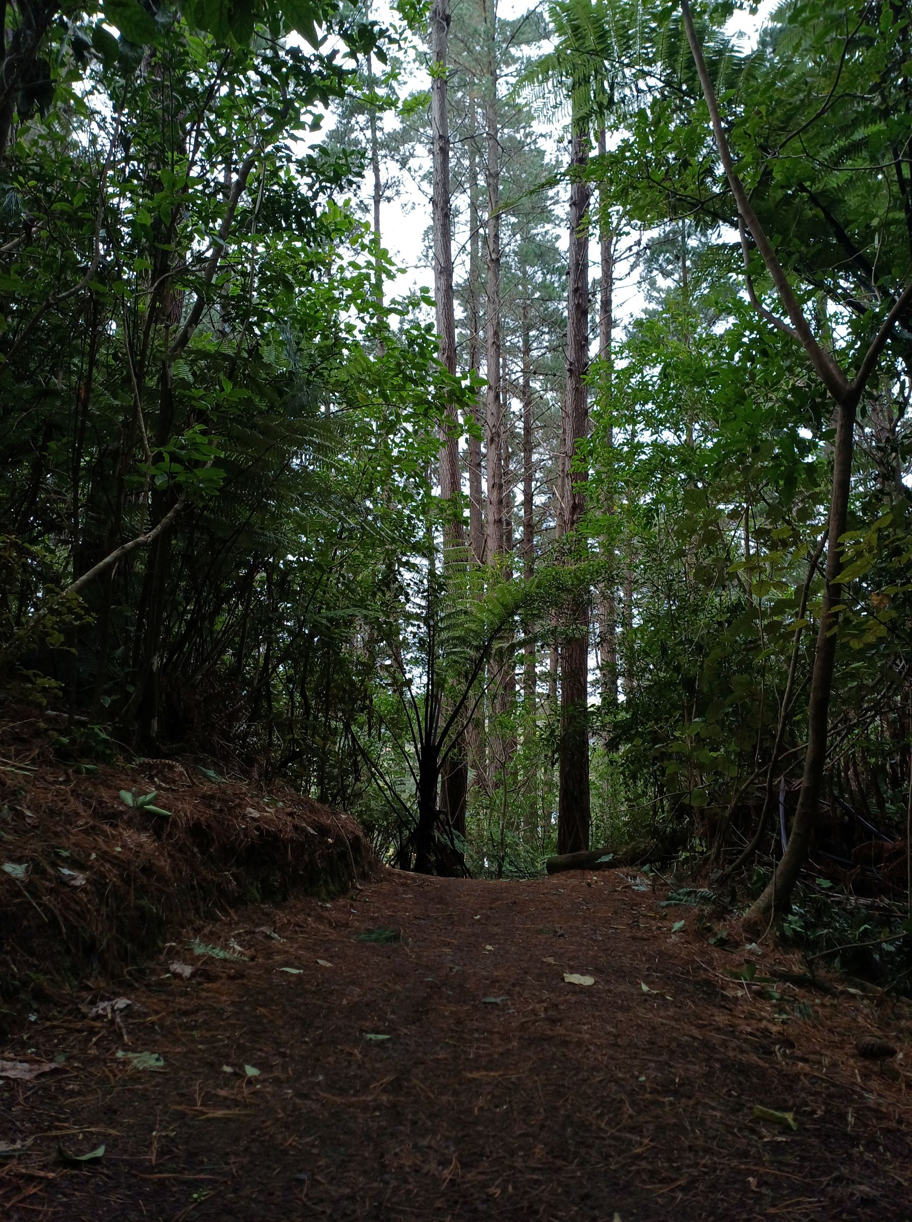 track Te Ngahere o Tawa