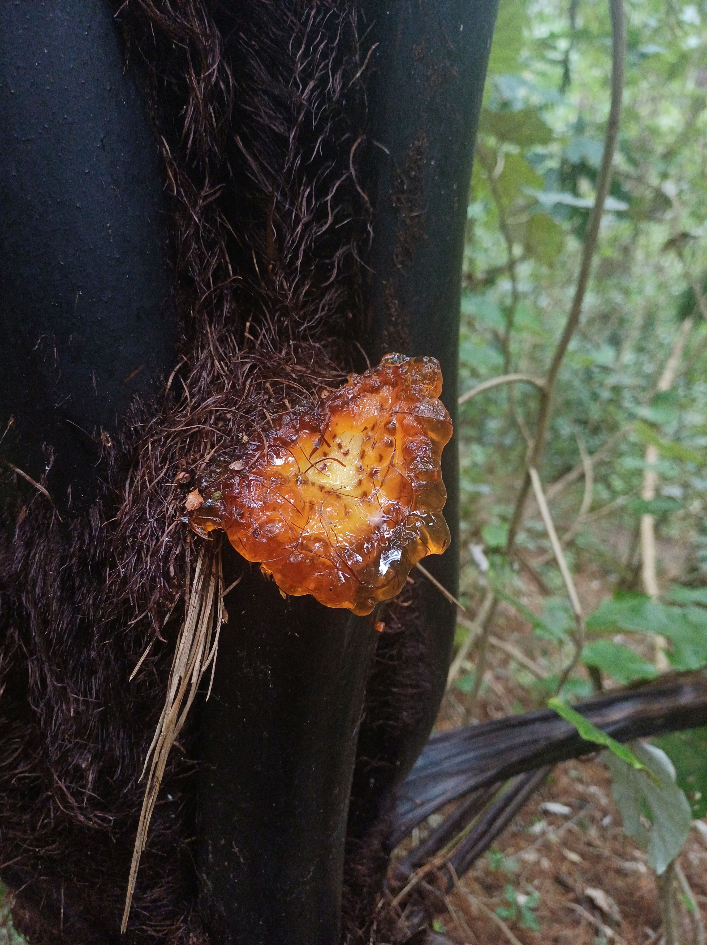 track trimming sap on a mamaku