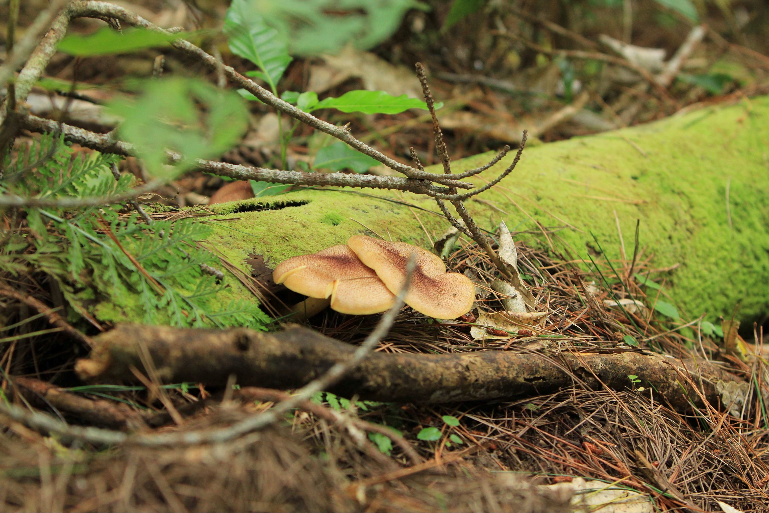 Tricholomopsis ornaticeps
