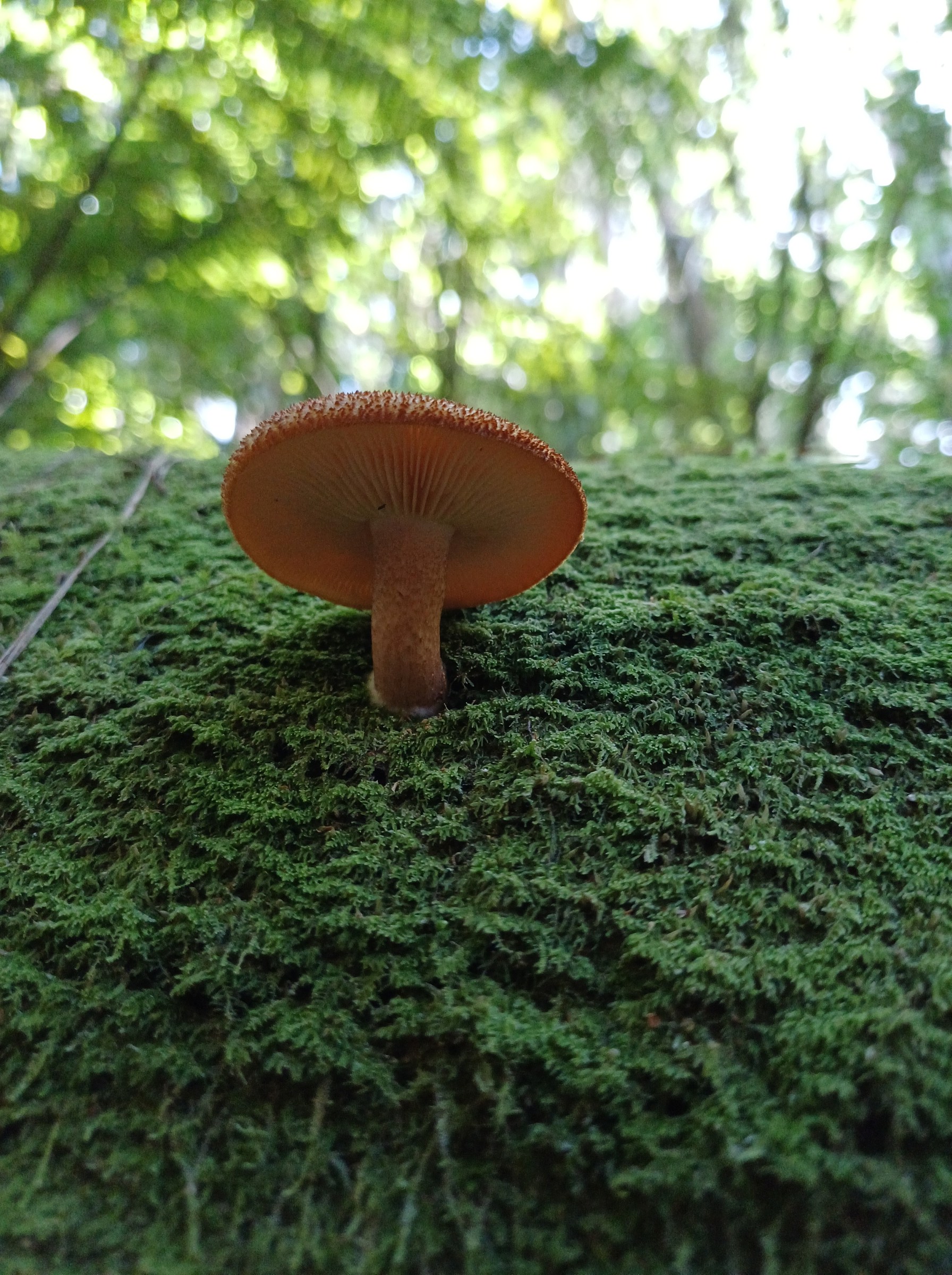 Tricholomopsis ornaticeps on log