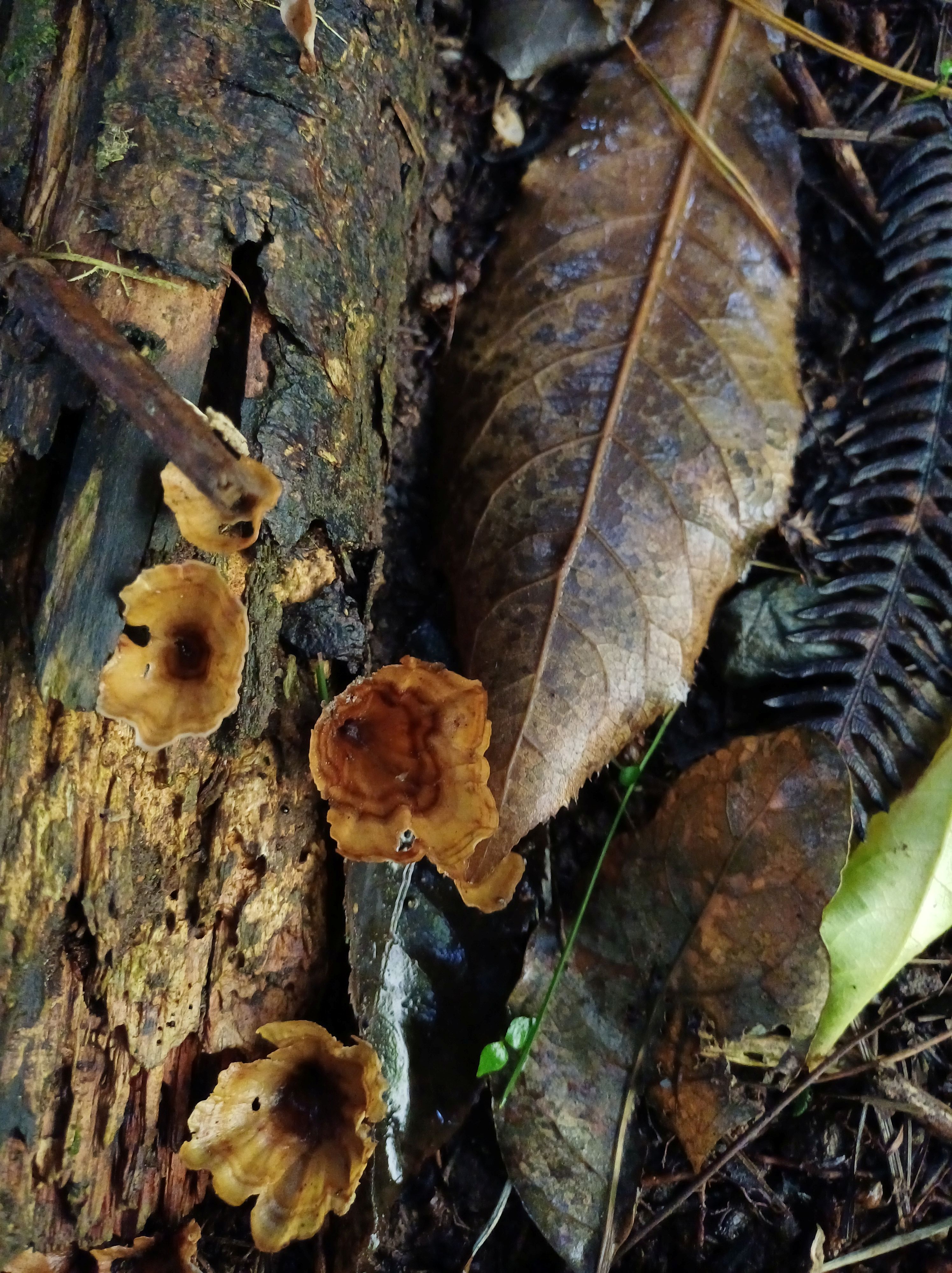 wineglass fungus afternoon track Te Ngahere o Tawa