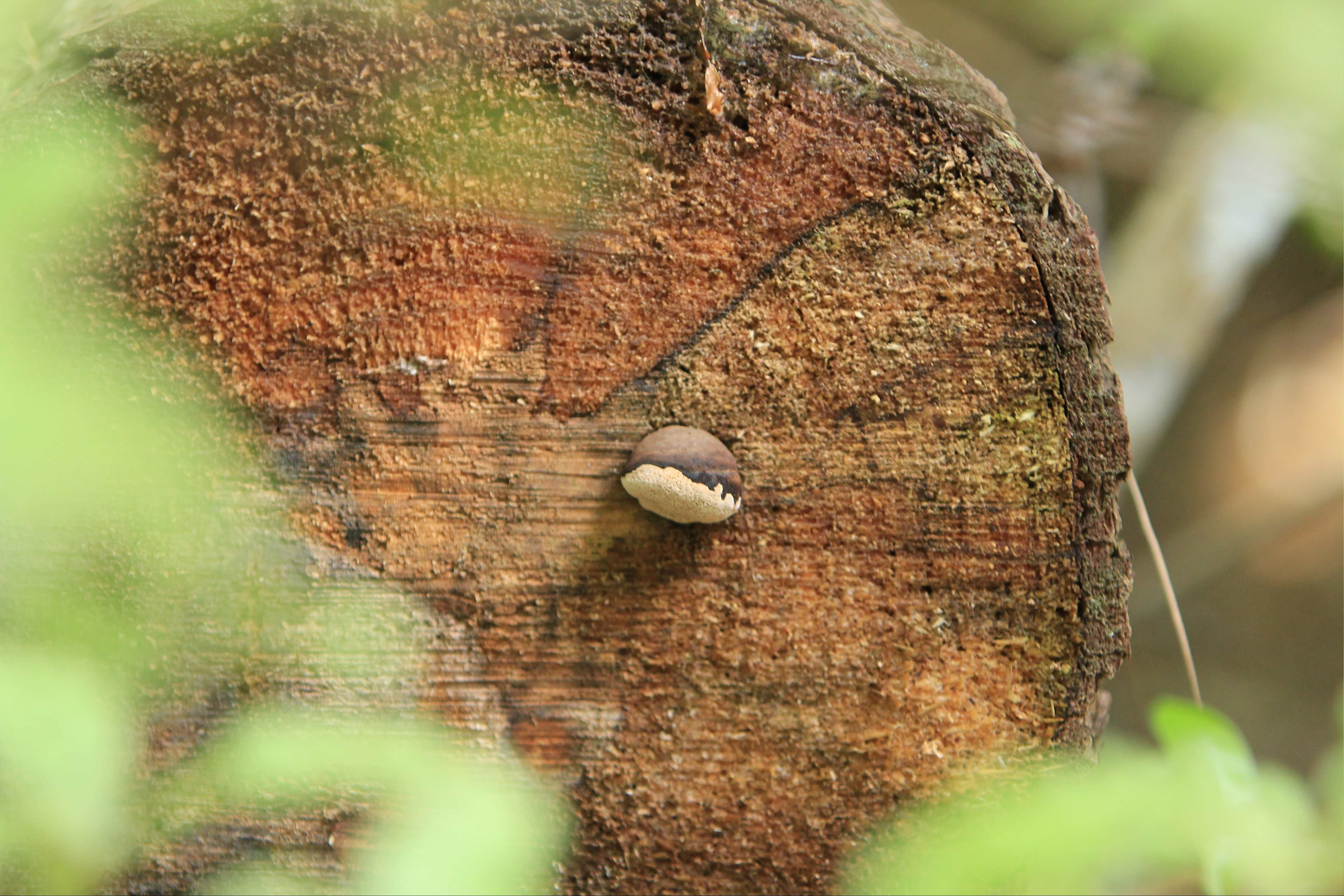Bracket fungi on pine log