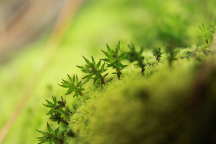 Haircap moss