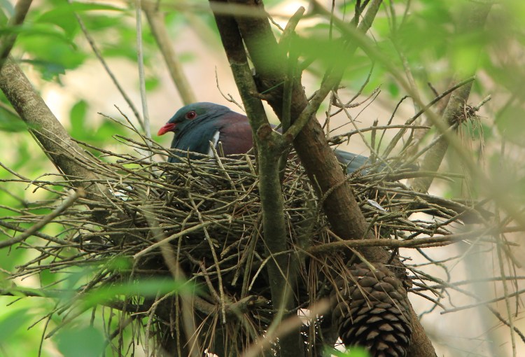 Kererū nest