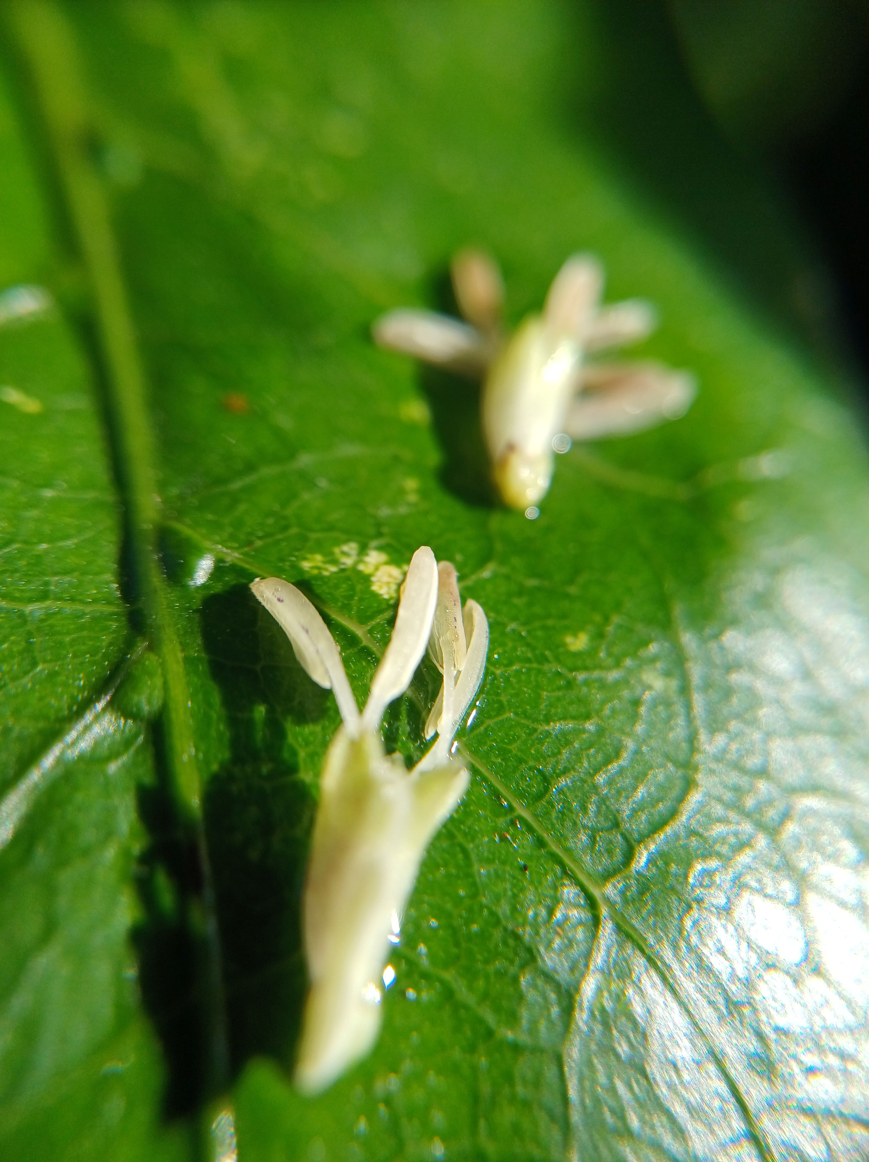 Kanono flowers on leaf