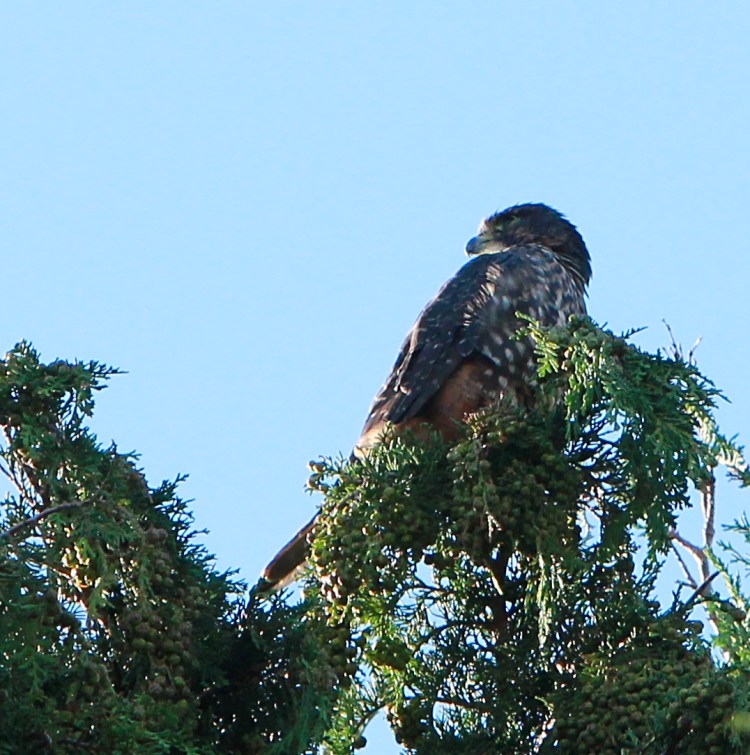 Kārearea - NZ Falcon