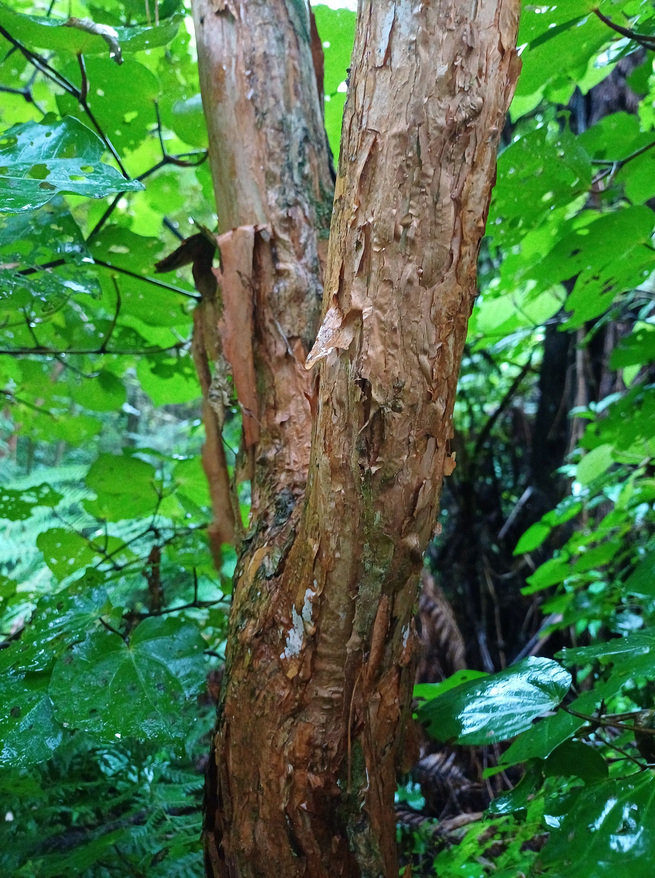 Kōtukutuku bark