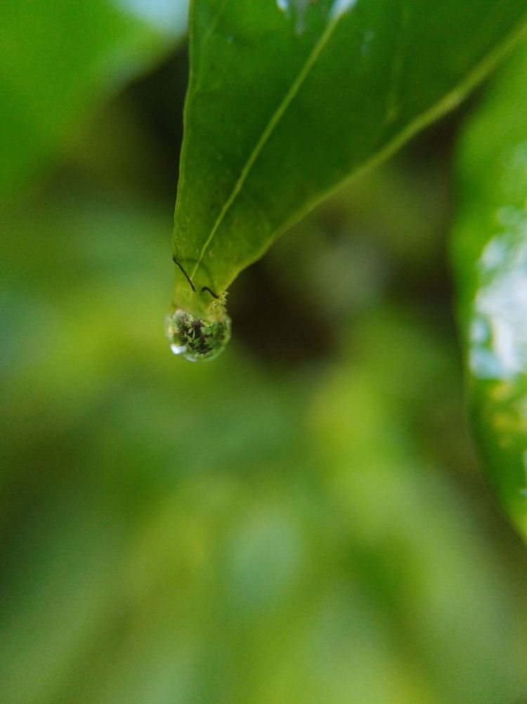 little world on a hangehange leaf reflection in rain drop