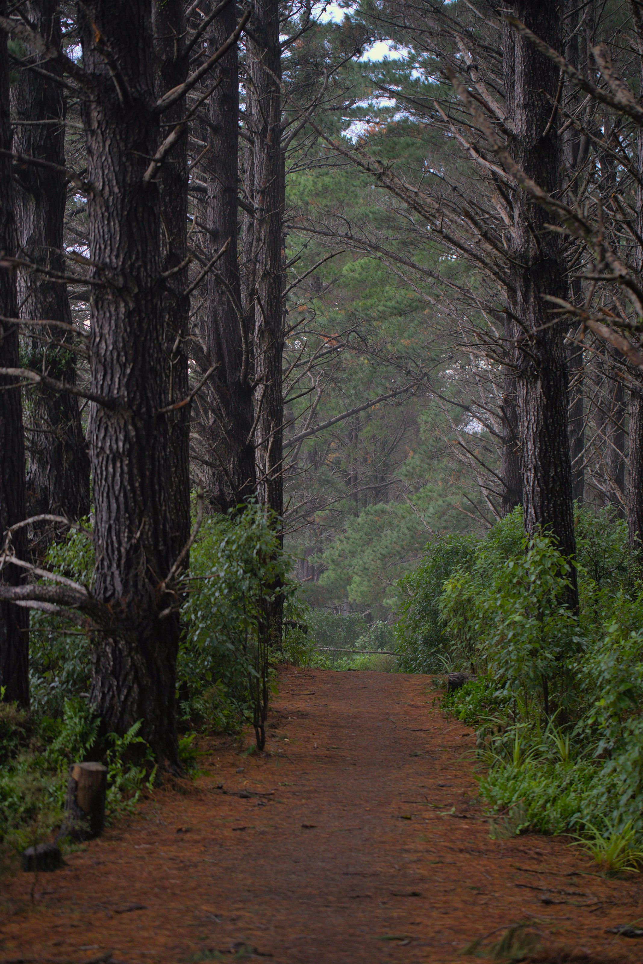 Misty day Te Ngahere-o-Tawa