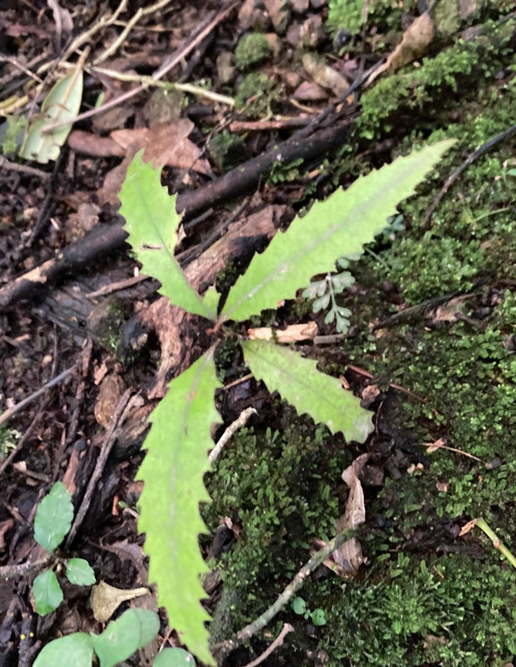 Rewarewa seedling Gil