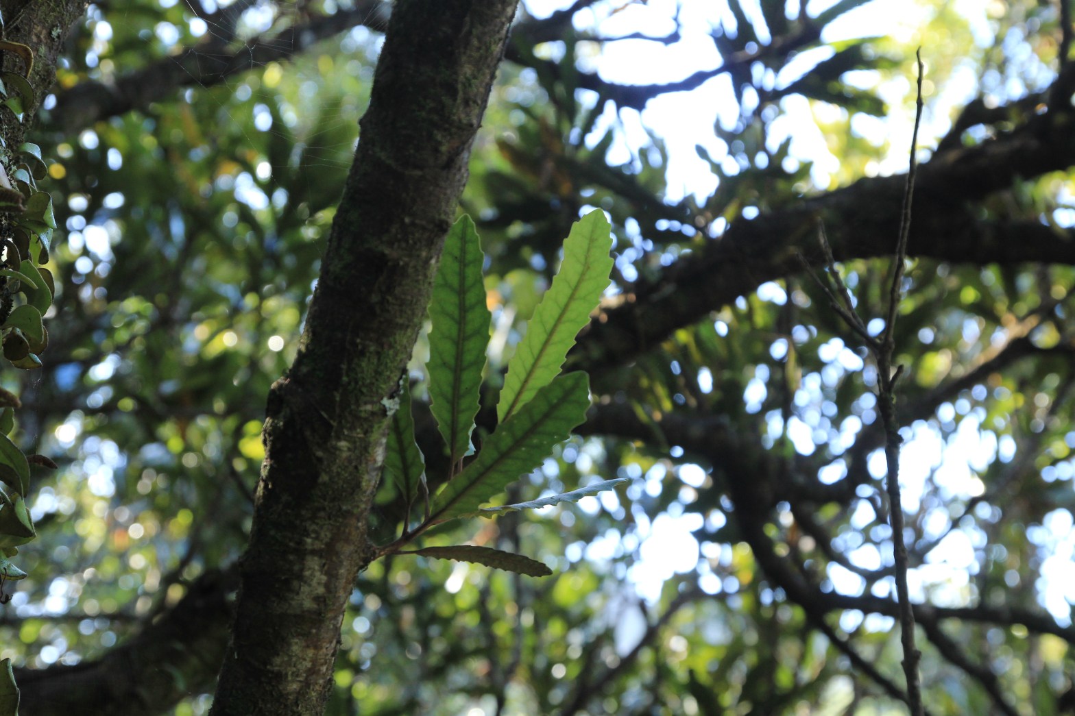 Adult Rewarewa leaves