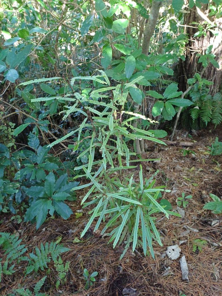 Rewarewa growing in the Forest of Tawa march 2025 juvenile