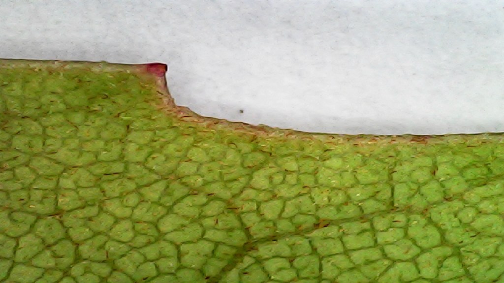 Juvenile Rewarewa leaf margin under microscope