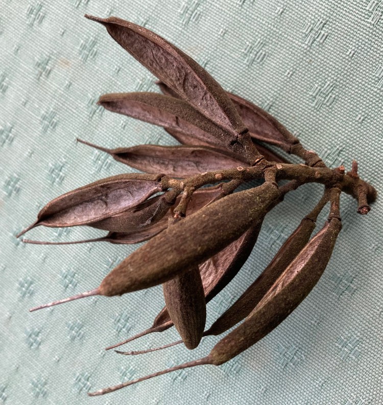 Rewarewa seed capsule Gil