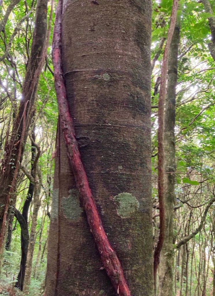 Rewarewa trunk Redwood Gil