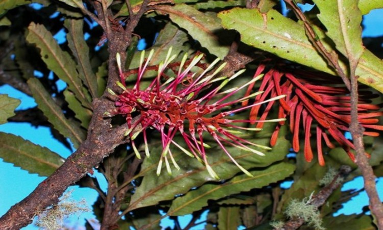 Rewarewa_in flower closeup